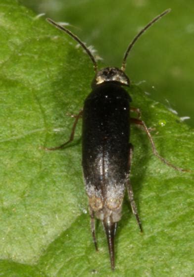 Tumbling Flower Beetle Mordellistena Bugguidenet