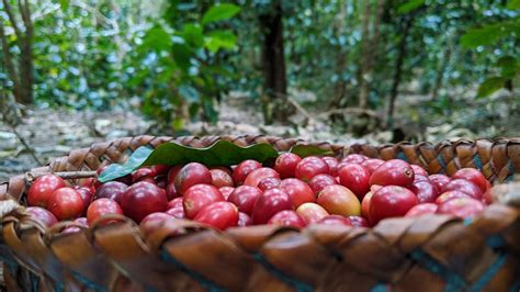 Letefoho Specialty Coffee Roaster Tourism Timor Leste