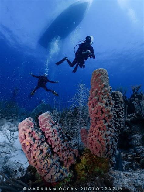 La Parguera Bioluminescent Bay Tour | Paradise Scuba & Snorkeling