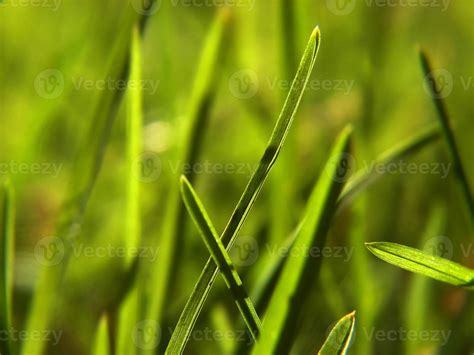 green grass background 10852439 Stock Photo at Vecteezy