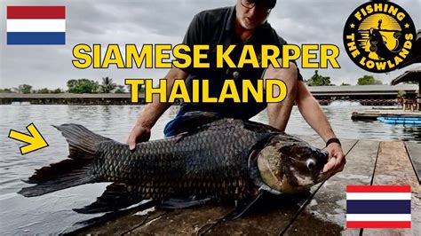 Siamese Karper Thailand Kg Plus Vissen Bungsamran Bangkok Youtube