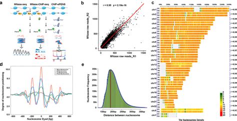 Identification of nucleosome positioning and spacing with MNase-seq a A ...