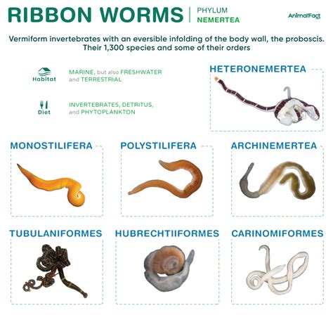 Ribbon Worm Size Types Characteristics Habitat And Picture