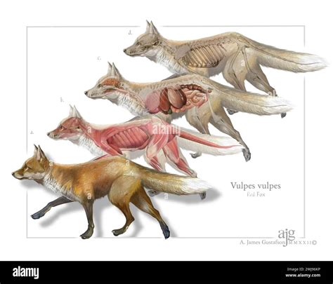 Red fox anatomy, illustration Stock Photo - Alamy