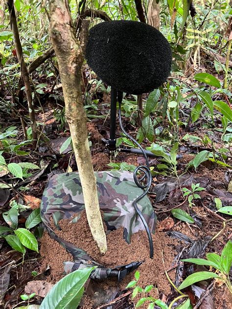 610 best Fire Ants images on Pholder | Interestingasfuck, Natureismetal