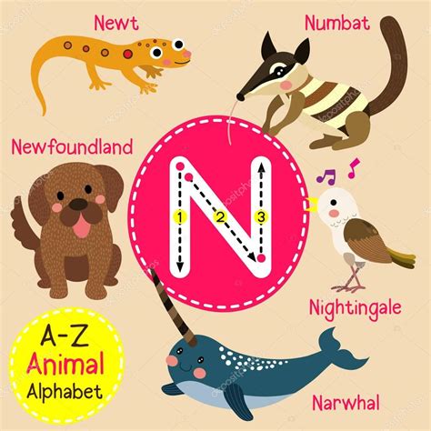 Animal Com A Letra N No Começo - Animais Com A Letra N - BINKEDU