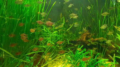 Aquarium ohne Filter und Strömung Alle Infos und Details