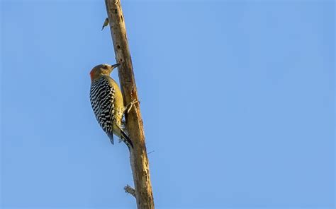 Hoffmann S Woodpecker Melanerpes Hoffmannii Bosque Del T Flickr