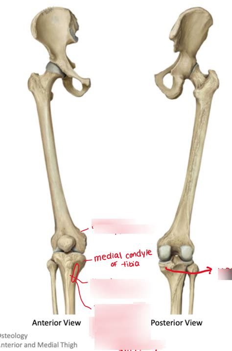 Diagram Of Posterior Medial And Anterior Thigh Origin And Insertions