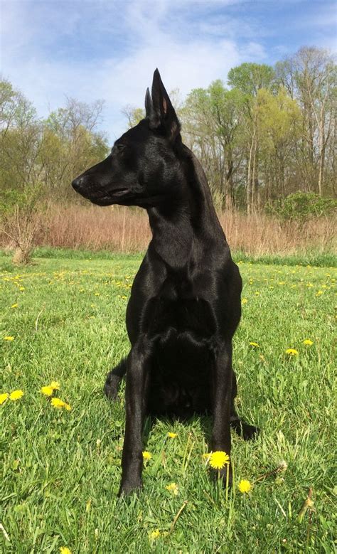 Luka Black Belgian Malinois.. be sure you get my good side, mommy ...