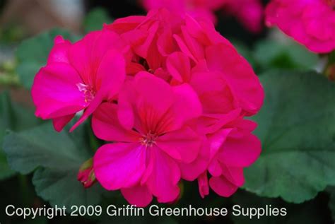 Tango Neon Purple Zonal Geranium A Special Favorite Of Mine