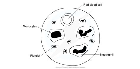 从血液涂片中提取细胞124 Ocr As生物修订说明2016 保存我的考试