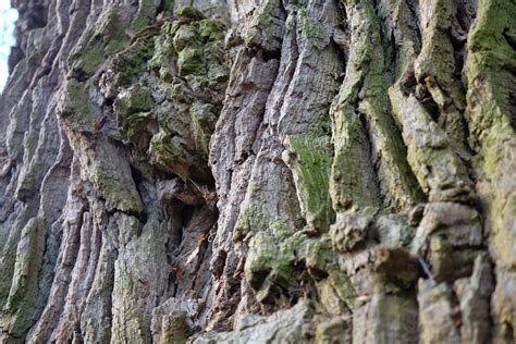 Free Images Tree Nature Forest Rock Flower Trunk Old Moss