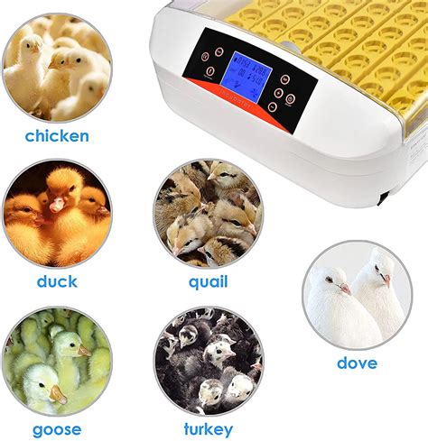 Hhd 56s New Hot Sell Led Light 56 Eggs Testing Function Egg Incubator For Sale 110v 220v Buy