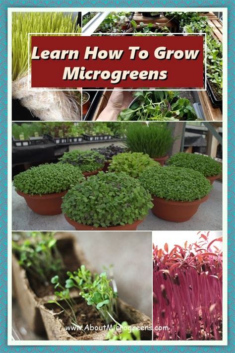 Growing Microgreens For Beginners