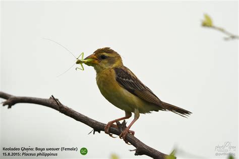 Baya Weaver Ploceus Philippinus Female Photo Span