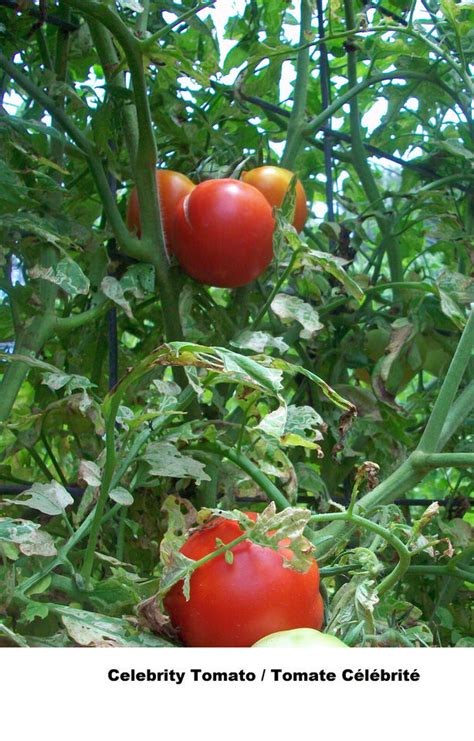 Tomato Celebrity Tomate Red Aas Winn Price Seeds Seed Compact Plant