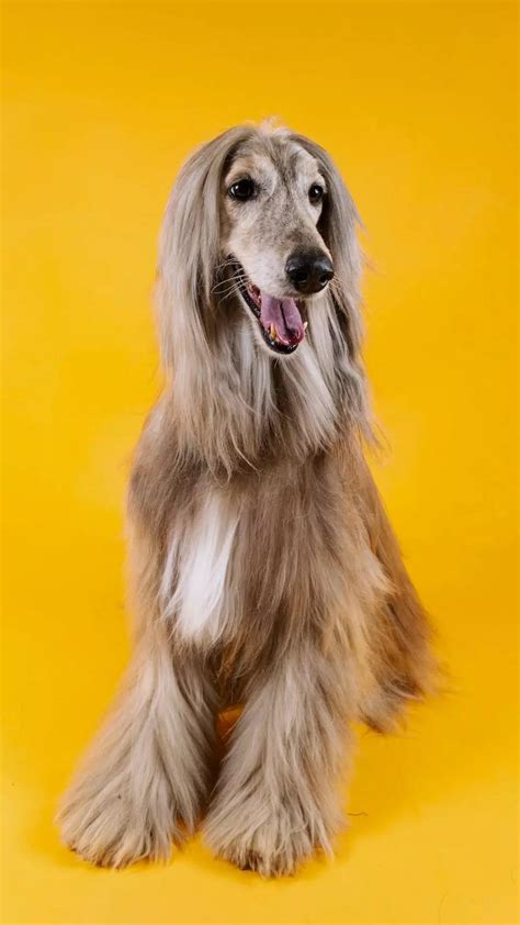 Oldest Dog Breed In The World