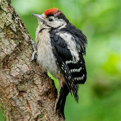 Juvenile Great Spotted Woodpecker by tomkeet - Pentax User