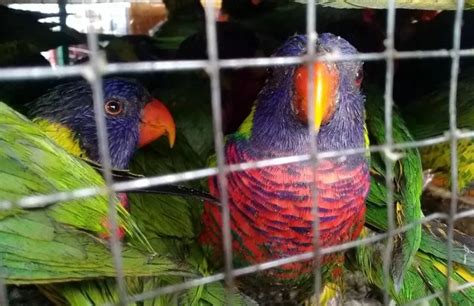 Penyelundupan Ratusan Burung Nuri Dari Malang Digagalkan Di Soetta