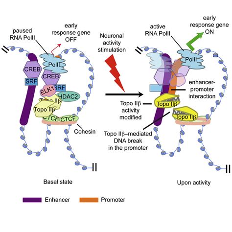 Activity Induced Dna Breaks Govern The Expression Of Neuronal Early