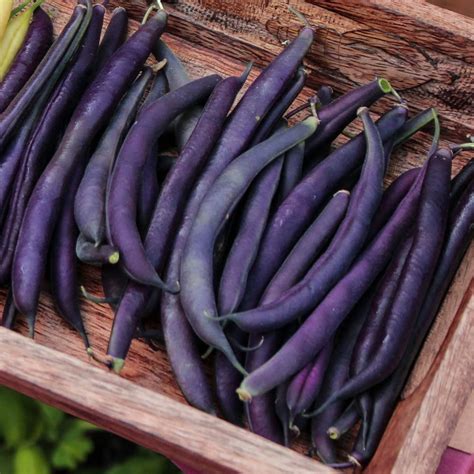 Heirloom Royal Burgundy Purple Bush Bean Phaseolus Vulgaris Seeds