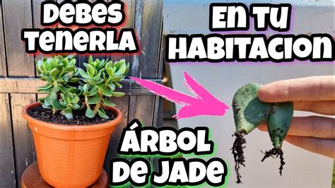 Si Tienes Esta Planta En Casa Eres Entre Millon Rbol De Jade