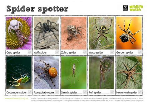 Spotting Sheets Sussex Wildlife Trust