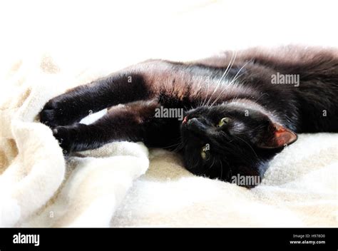 a beautiful young black cat in home interior Stock Photo - Alamy