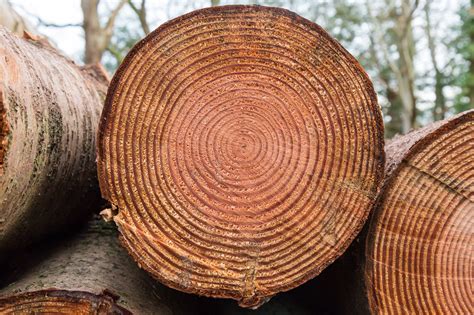 Varves Tree Rings And Radiocarbon Prove Old Earth Answers Research