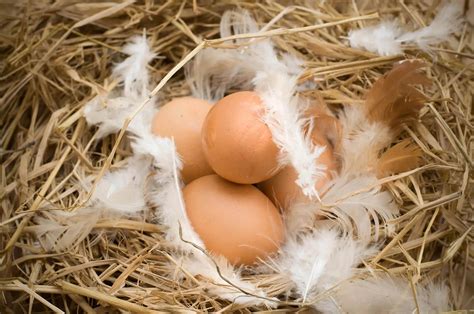 S Ndrome De Baja Postura En Aves Causas Y Tratamiento Loros Y Guacamayos