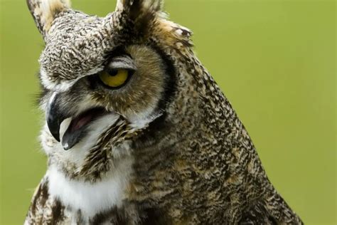 Owl That Sounds Like a Horse: Eastern Screech Owls and the Interesting ...