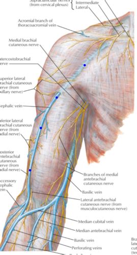 Pectoral Region Axilla Brachium Flashcards Quizlet