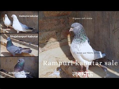 Top Quality Ke Rampuri Golden Kabutar Sale For In Lucknow 70074 25768