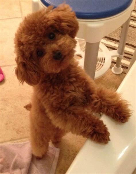 15 best Poodle Haircuts images on Pinterest | Poodles, Hair cut and ...