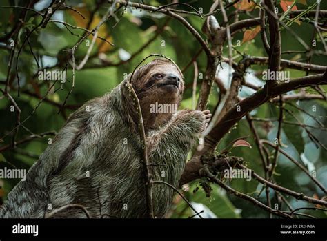 Cute Sloth Hanging On Tree Branch Perfect Portrait Of Wild Animal In