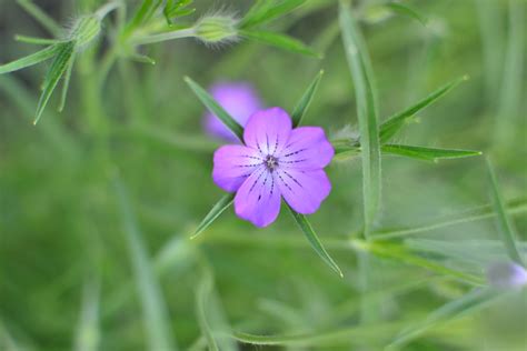 Free Images Meadow Flower Petal Flora Wildflower Geranium Macro