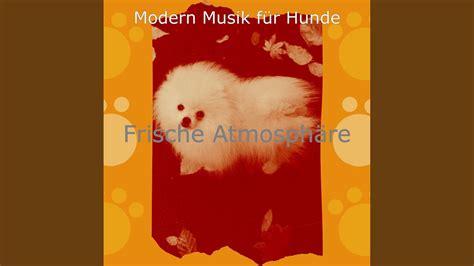 Frische Einsame Hunde Atmosphäre YouTube