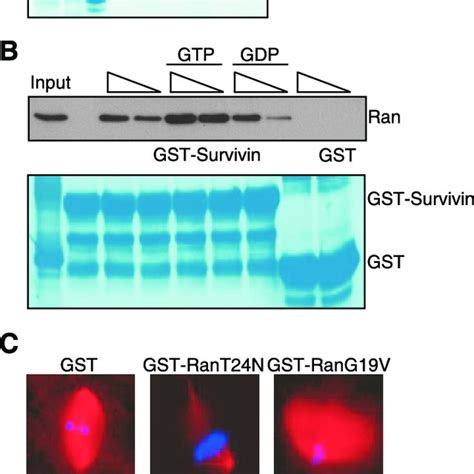 Survivin Ran Interaction In Vivo A Immunoprecipitation HeLa Cell