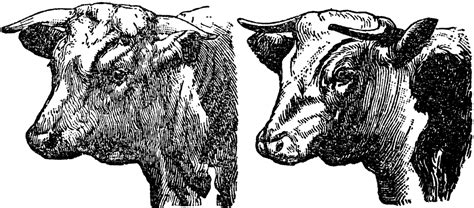 Hereford Cattle | ClipArt ETC