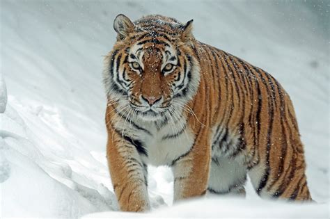 10 Best Documentaries About Tigers Backpackingman