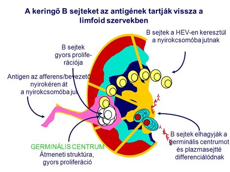 B Sejt Differenci Ci A Perif Ri N Szomatikus Hipermut Ci Ppt Let Lteni