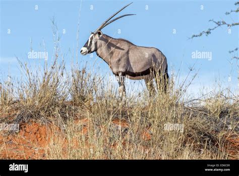 Oryx Aka Gemsbok Red Sand Dunes Kalahari Desert Namibia Stock Photo