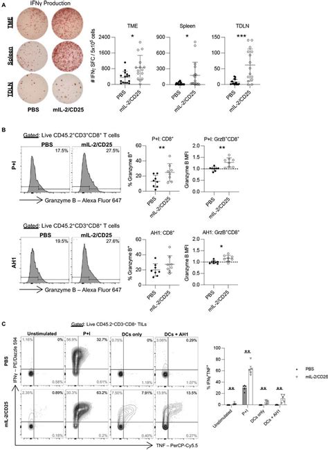 Robust Il 2 Dependent Antitumor Immunotherapy Requires Targeting The