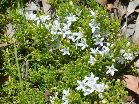 Myoporum White Ground Cover - ground cover good