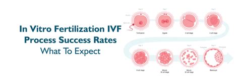 Ivf Process Success Rates Advantages And Disadvantages