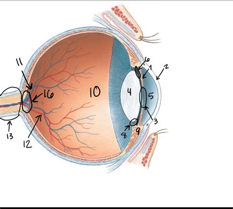 Special Senses Eye Diagram Quizlet