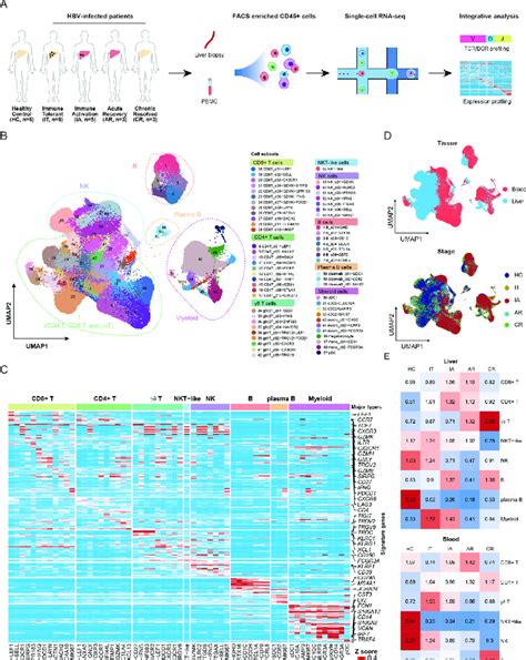 Single Cell Transcriptome Map Of Immune Cells In Liver And Blood A