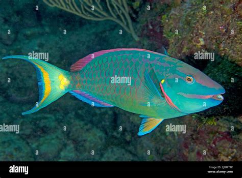 Stoplight Parrotfish Or Queen Parrotfish Sparisoma Viride Roatan