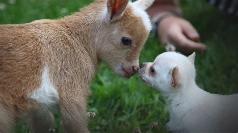 Unlikely Animal Friends (TV Series 2012- ) - Backdrops — The Movie ...